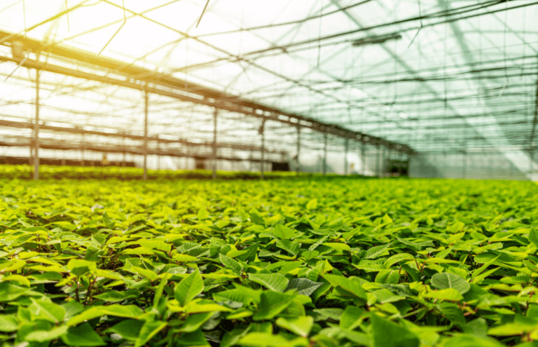 gaggione-collimator-led-lighting-manufacturer-optic-horticulture